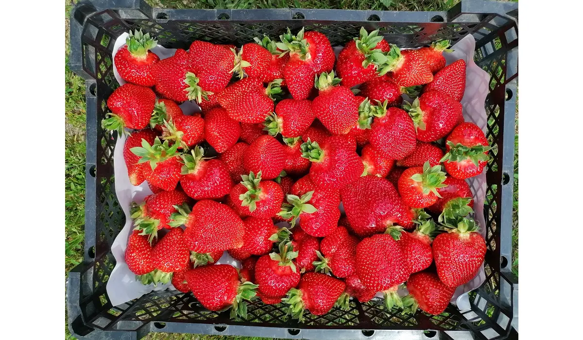 Zemeņu ogas 4 kilogramu kastē